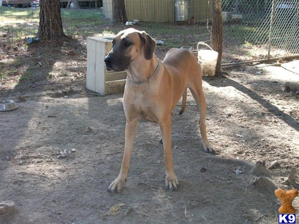 Dogs - Great Dane